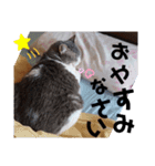 やる気がない猫写真スタンプ（個別スタンプ：13）