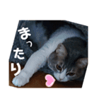 やる気がない猫写真スタンプ（個別スタンプ：14）