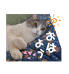 やる気がない猫写真スタンプ（個別スタンプ：15）