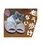 やる気がない猫写真スタンプ（個別スタンプ：16）