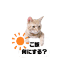 ごろごろゴロリ（個別スタンプ：1）