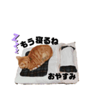ごろごろゴロリ（個別スタンプ：3）