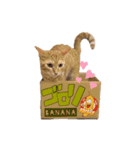 ごろごろゴロリ（個別スタンプ：5）