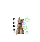 ごろごろゴロリ（個別スタンプ：9）