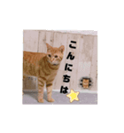 ごろごろゴロリ（個別スタンプ：10）