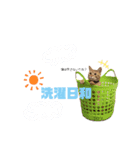 ごろごろゴロリ（個別スタンプ：11）