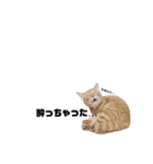 ごろごろゴロリ（個別スタンプ：13）