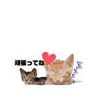 ごろごろゴロリ（個別スタンプ：16）