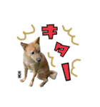 スクールの仲間たち3（個別スタンプ：3）