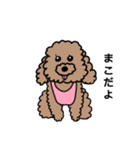 我が家のアイドル犬まこちゃんスタンプ（個別スタンプ：1）