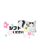 にゃんにゃんいろいろ（個別スタンプ：4）