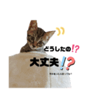 にゃんにゃんいろいろ（個別スタンプ：21）