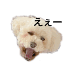 動物色々スタンプ①（個別スタンプ：6）