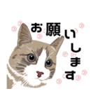 【敬語】可愛い猫と苺の詰め合わせ（個別スタンプ：18）