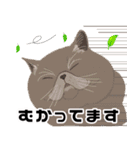 【敬語】可愛い猫と苺の詰め合わせ（個別スタンプ：19）