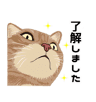 【敬語】可愛い猫と苺の詰め合わせ（個別スタンプ：29）