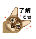 【敬語】可愛い猫と苺の詰め合わせ（個別スタンプ：33）