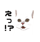 【敬語】可愛い猫と苺の詰め合わせ（個別スタンプ：35）