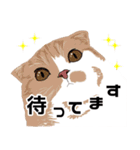 【敬語】可愛い猫と苺の詰め合わせ（個別スタンプ：38）