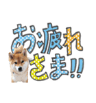 やんちゃ柴犬 茶々姫とお友達★でか文字（個別スタンプ：3）