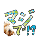 やんちゃ柴犬 茶々姫とお友達★でか文字（個別スタンプ：5）