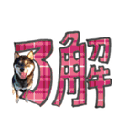 やんちゃ柴犬 茶々姫とお友達★でか文字（個別スタンプ：7）