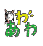 やんちゃ柴犬 茶々姫とお友達★でか文字（個別スタンプ：10）