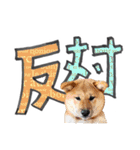 やんちゃ柴犬 茶々姫とお友達★でか文字（個別スタンプ：19）