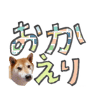 やんちゃ柴犬 茶々姫とお友達★でか文字（個別スタンプ：21）