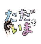 やんちゃ柴犬 茶々姫とお友達★でか文字（個別スタンプ：22）