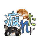 やんちゃ柴犬 茶々姫とお友達★でか文字（個別スタンプ：23）