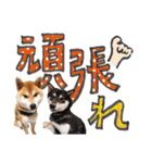 やんちゃ柴犬 茶々姫とお友達★でか文字（個別スタンプ：28）