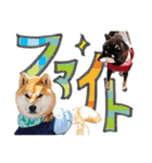 やんちゃ柴犬 茶々姫とお友達★でか文字（個別スタンプ：29）