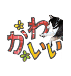 やんちゃ柴犬 茶々姫とお友達★でか文字（個別スタンプ：30）