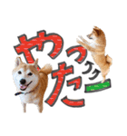 やんちゃ柴犬 茶々姫とお友達★でか文字（個別スタンプ：34）