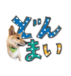 やんちゃ柴犬 茶々姫とお友達★でか文字（個別スタンプ：37）