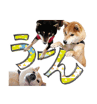 やんちゃ柴犬 茶々姫とお友達★でか文字（個別スタンプ：40）