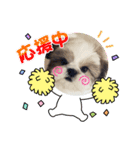 シーズー子犬（個別スタンプ：1）