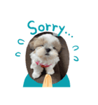 シーズー子犬（個別スタンプ：3）