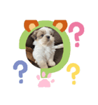 シーズー子犬（個別スタンプ：6）