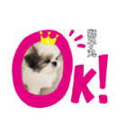シーズー子犬（個別スタンプ：7）