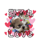 シーズー子犬（個別スタンプ：8）
