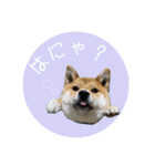 舌ぺろむぎ茶 simple × big ver.（個別スタンプ：1）