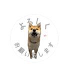 舌ぺろむぎ茶 simple × big ver.（個別スタンプ：9）