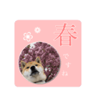 舌ぺろむぎ茶 simple × big ver.（個別スタンプ：13）