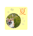 舌ぺろむぎ茶 simple × big ver.（個別スタンプ：14）