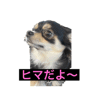 ヤンチャなレオ（個別スタンプ：1）