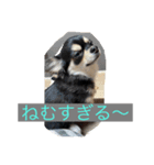 ヤンチャなレオ（個別スタンプ：5）