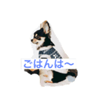 ヤンチャなレオ（個別スタンプ：6）