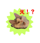 猫のツナスタンプ（個別スタンプ：2）
